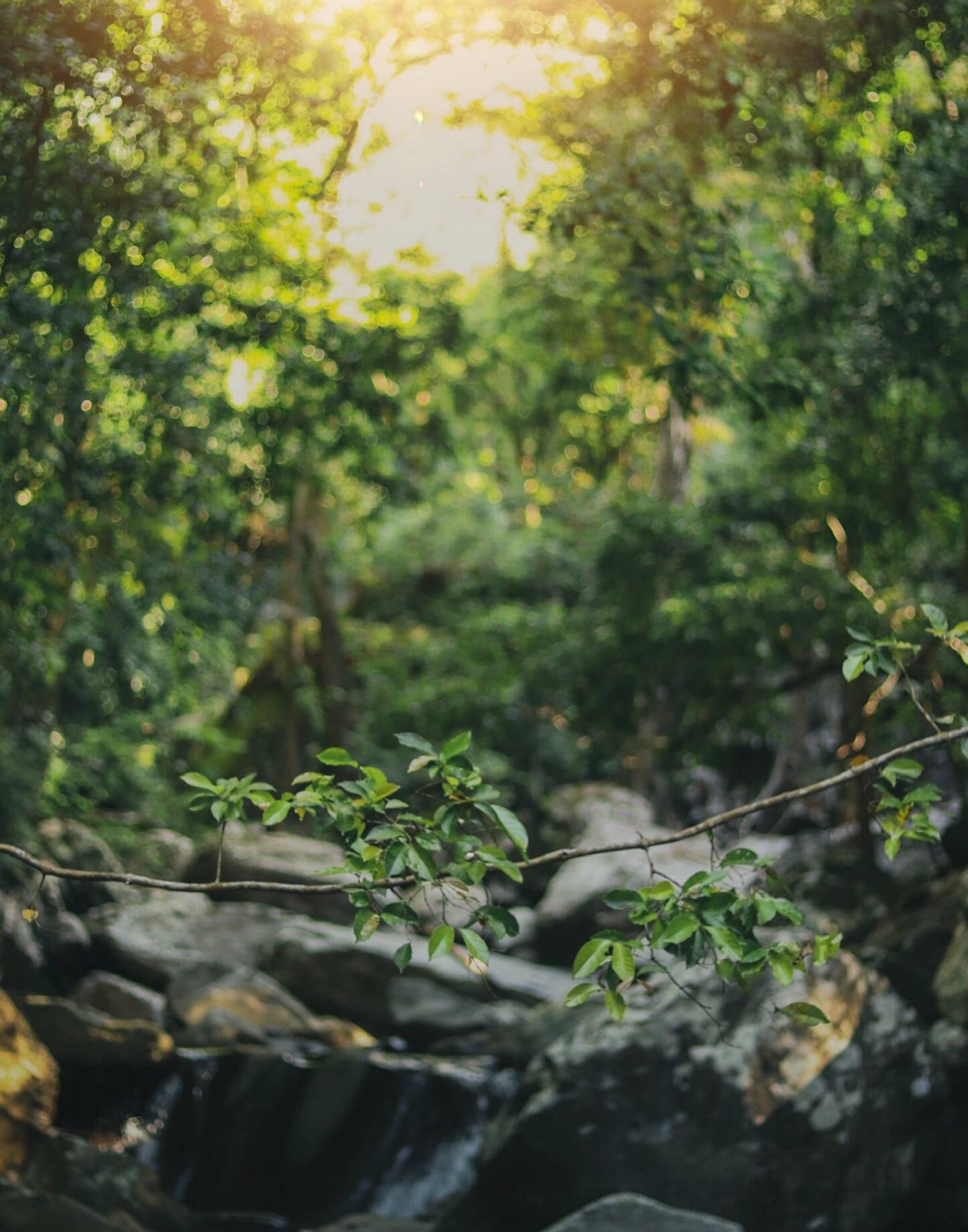 Nature