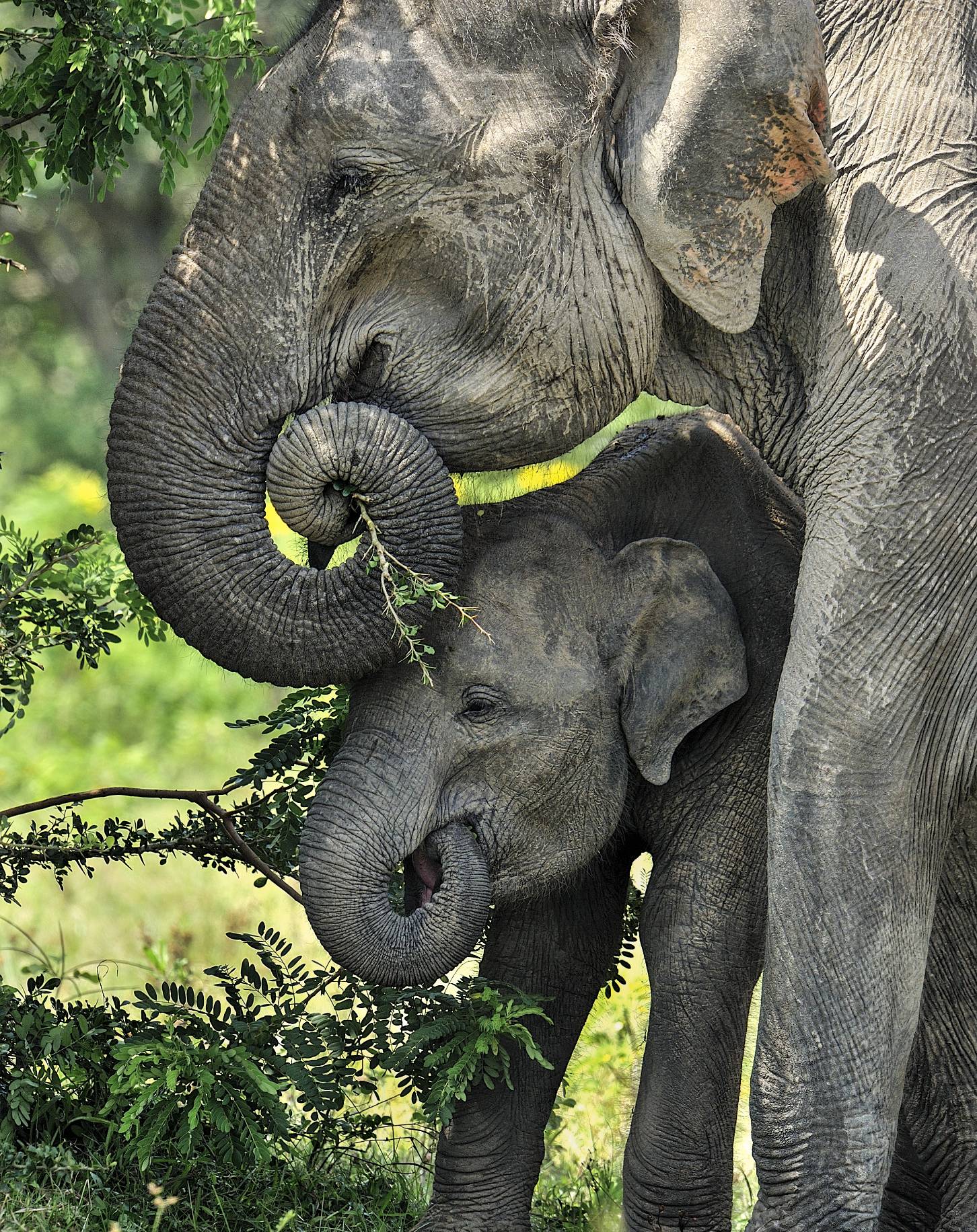 Wildlife